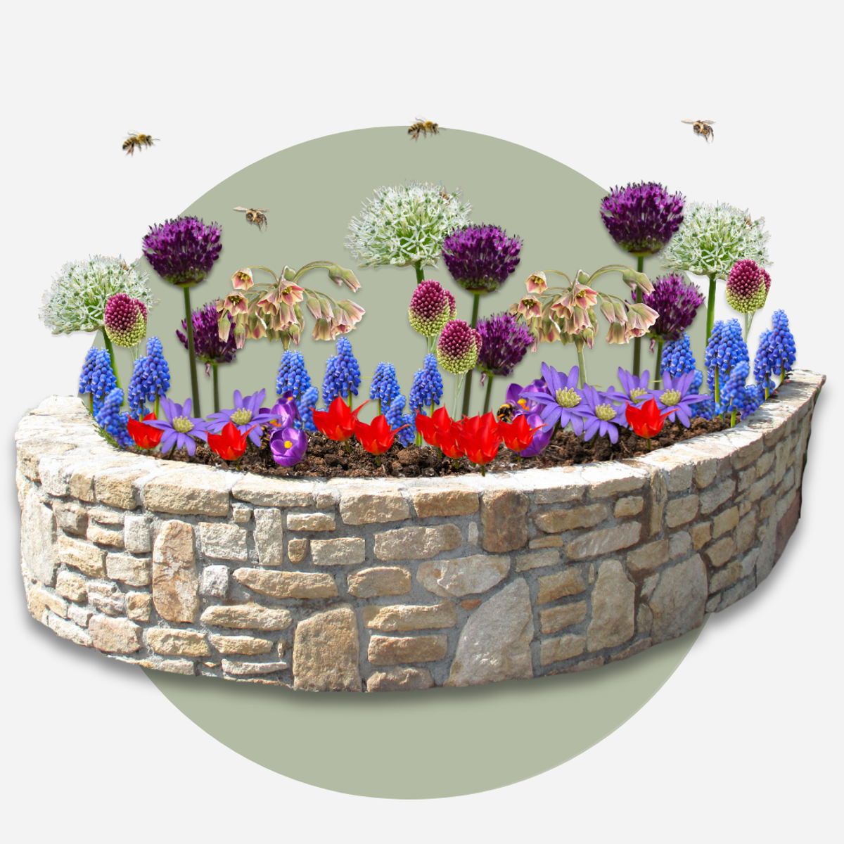 Anemonele - 80 buc - Anemon Chionodoxa Muscari Nectar.Tulipa - Bulbi de flori