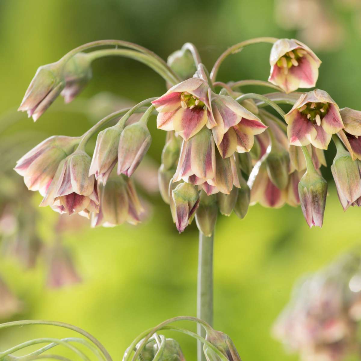 Anemonele - 80 buc - Anemon Chionodoxa Muscari Nectar.Tulipa - Bulbi de flori