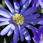 Anemonele - 80 buc - Anemon Chionodoxa Muscari Nectar.Tulipa - Bulbi de flori