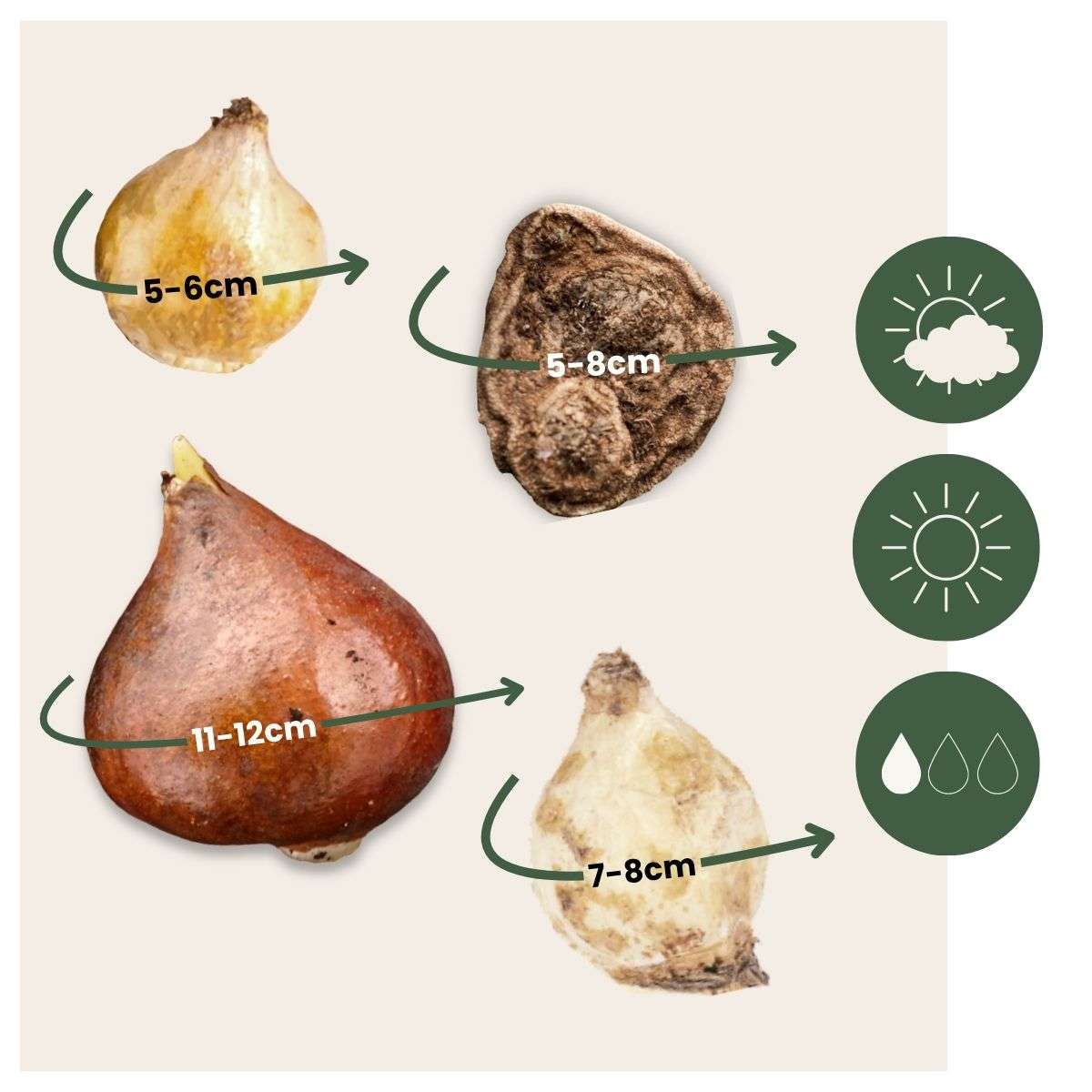 Anemonele - 80 buc - Anemon Chionodoxa Muscari Nectar.Tulipa - Bulbi de flori