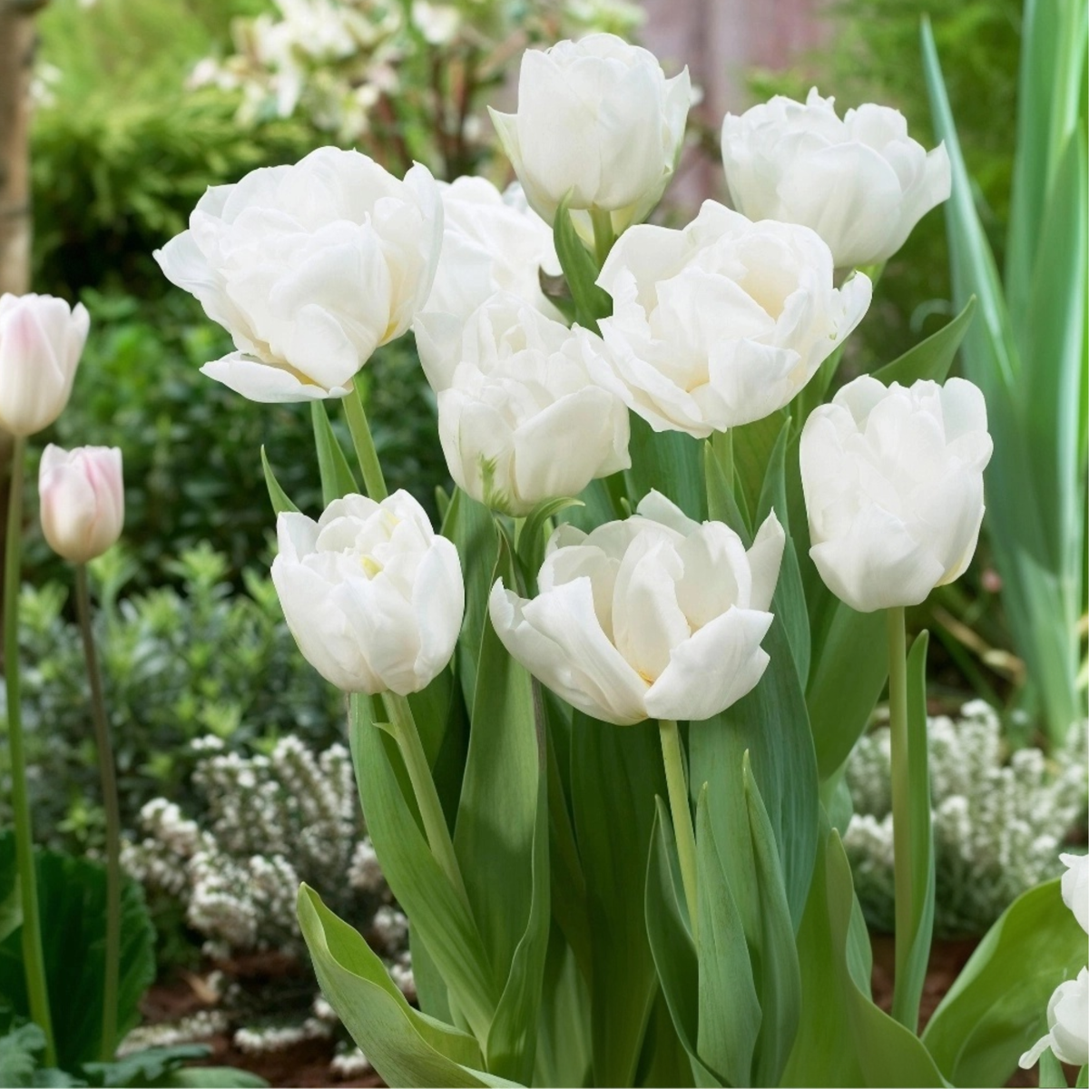 Bulbi de lalele - 14 buc - Tulipa 'Mondial' - Bulbi de flori