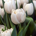 Bulbi de lalele - 14 buc - Tulipa 'Mondial' - Bulbi de flori