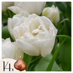 Bulbi de lalele - 14 buc - Tulipa 'Mondial' - Bulbi de flori