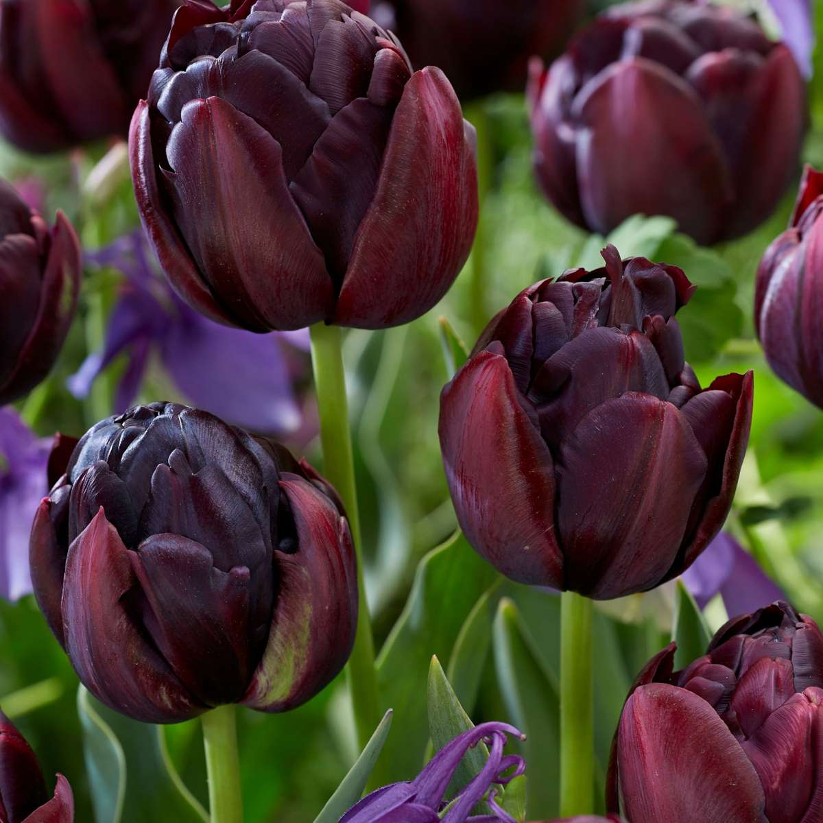 Bulbi de lalele - 15 buc - Tulipa 'Black Hero' - Bulbi de flori