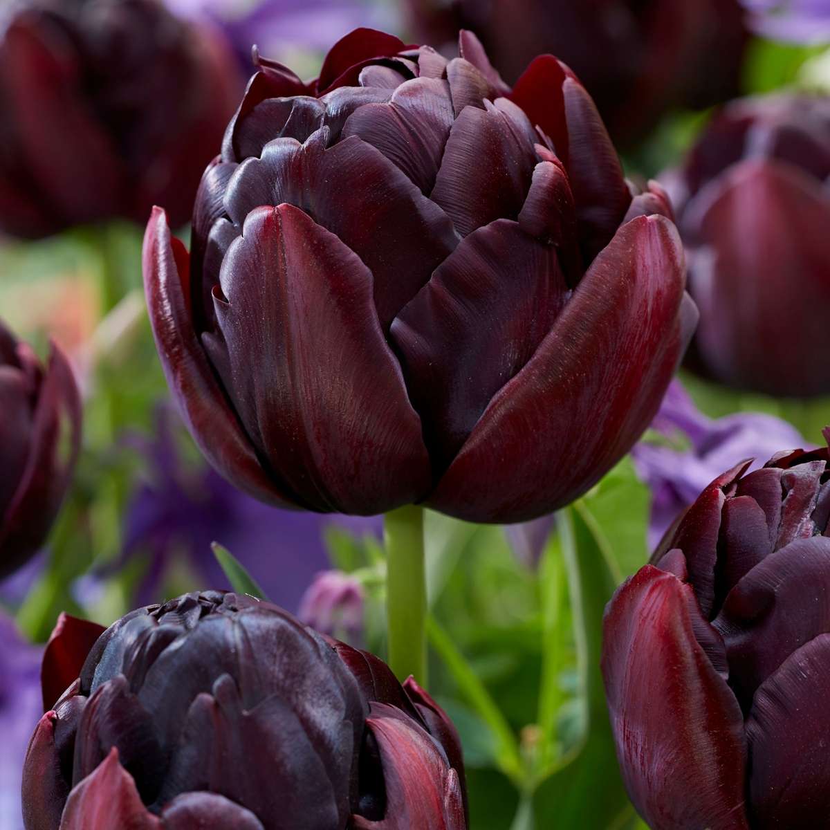 Bulbi de lalele - 15 buc - Tulipa 'Black Hero' - Bulbi de flori
