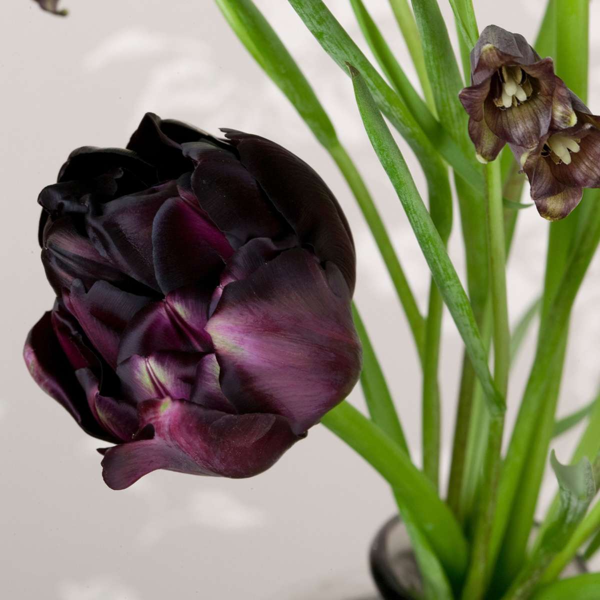 Bulbi de lalele - 15 buc - Tulipa 'Black Hero' - Bulbi de flori