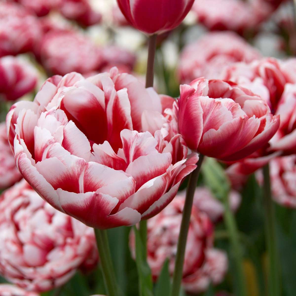 Bulbi de lalele - 15 buc - Tulipa 'Drumline' - Bulbi de flori - Roz