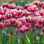Bulbi de lalele - 15 buc - Tulipa 'Drumline' - Bulbi de flori - Roz