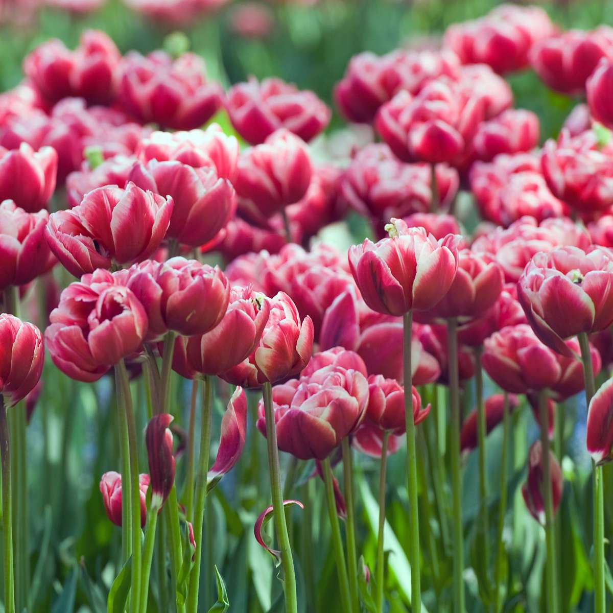 Bulbi de lalele - 15 buc - Tulipa 'Drumline' - Bulbi de flori - Roz