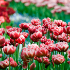 Bulbi de lalele - 15 buc - Tulipa 'Drumline' - Bulbi de flori - Roz