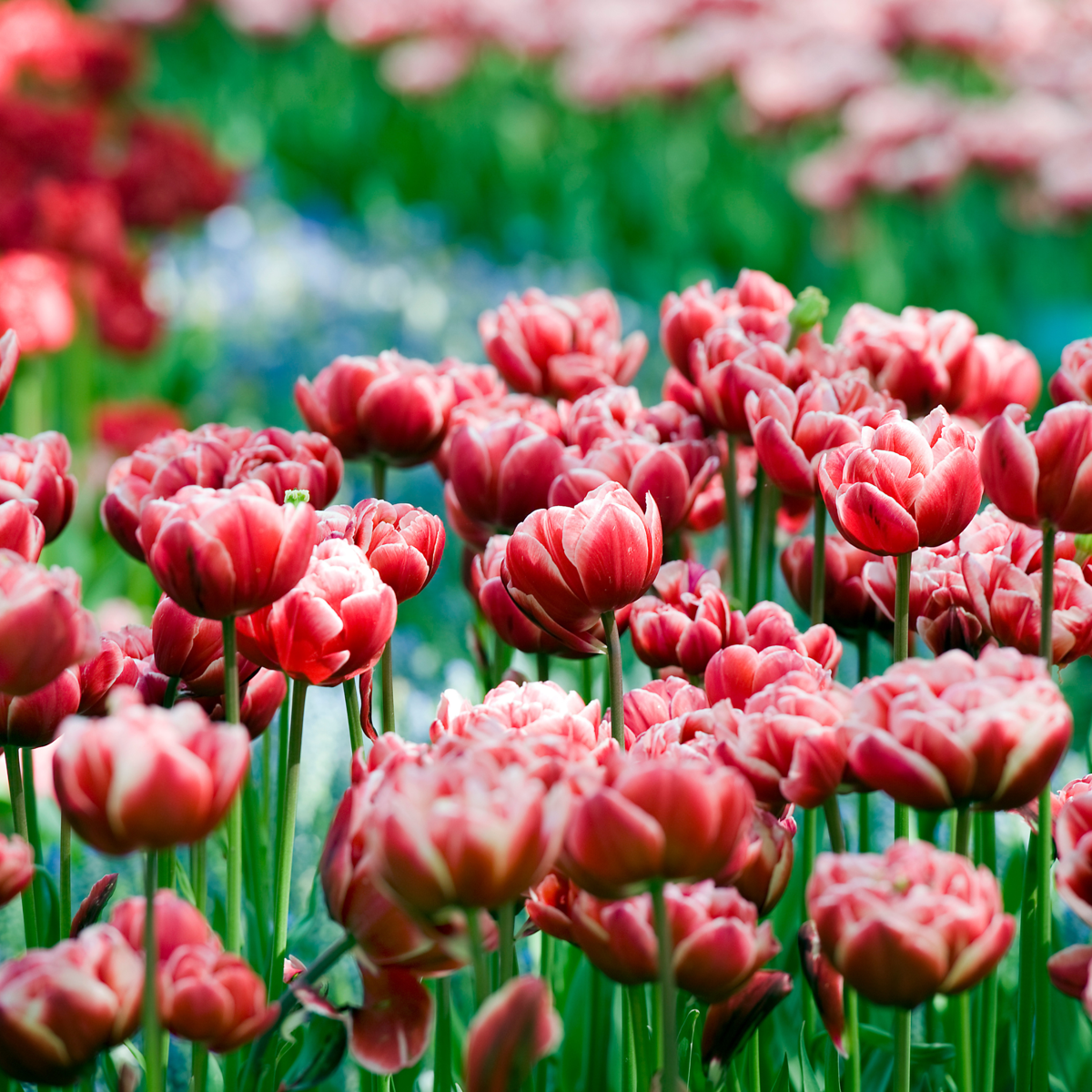 Bulbi de lalele - 15 buc - Tulipa 'Drumline' - Bulbi de flori - Roz