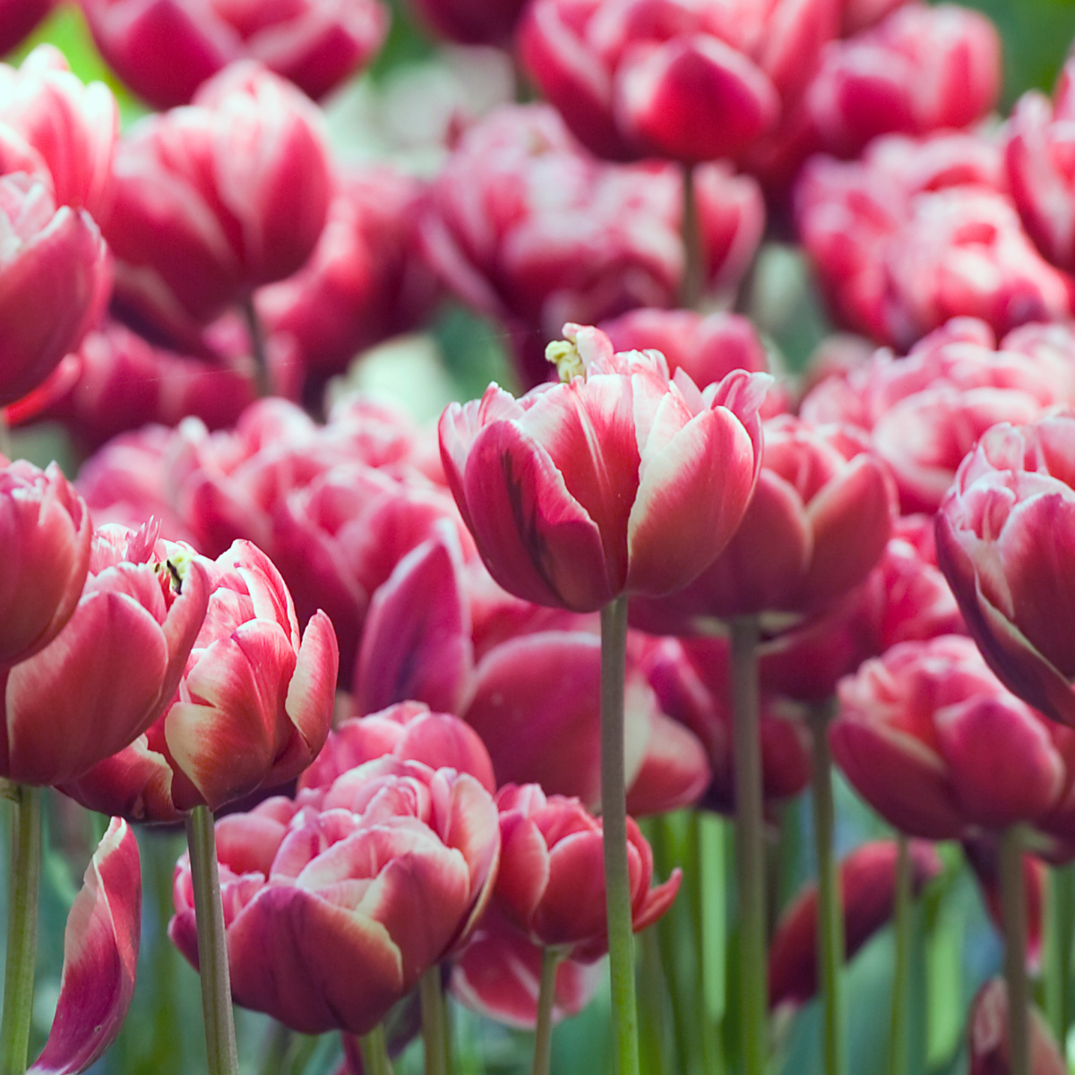 Bulbi de lalele - 15 buc - Tulipa 'Drumline' - Bulbi de flori - Roz
