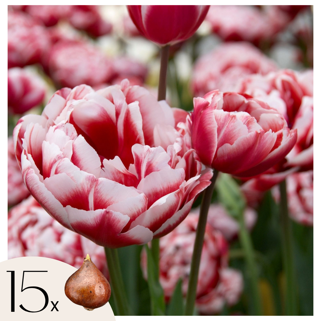 Bulbi de lalele - 15 buc - Tulipa 'Drumline' - Bulbi de flori - Roz