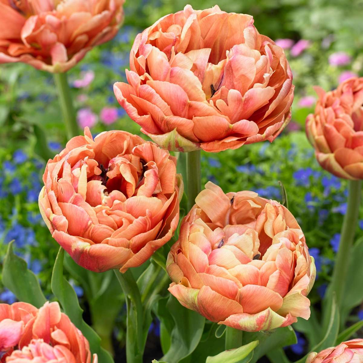 Bulbi de lalele - 15 buc - Tulipa 'Copper Image' - Bulbi de flori