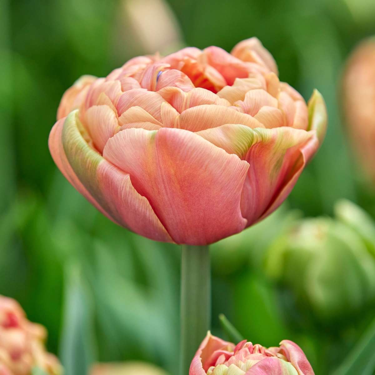 Bulbi de lalele - 15 buc - Tulipa 'Copper Image' - Bulbi de flori