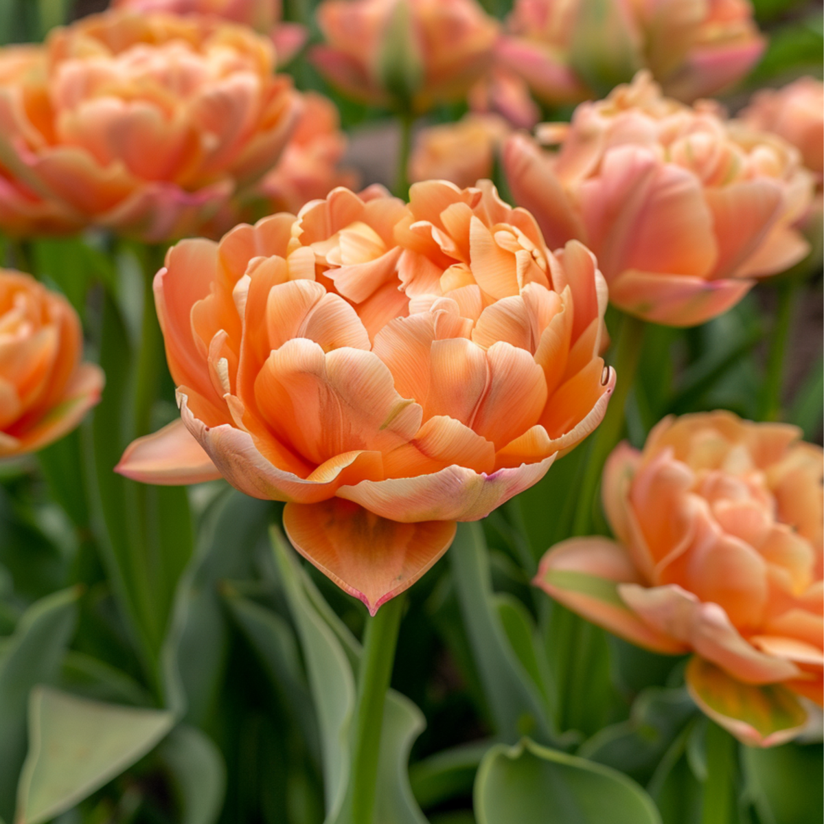 Bulbi de lalele - 15 buc - Tulipa 'Copper Image' - Bulbi de flori