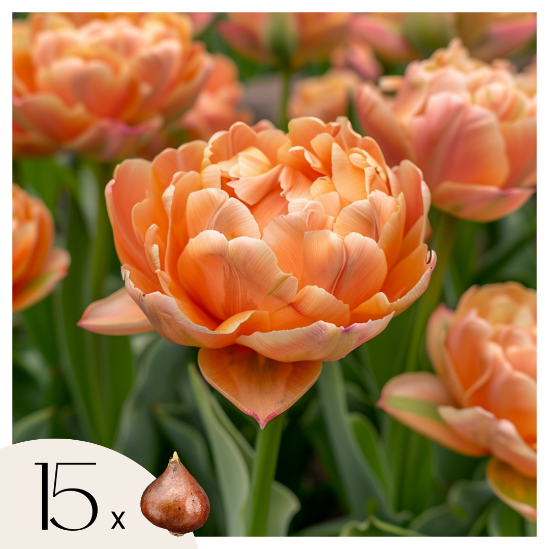 Bulbi de lalele - 15 buc - Tulipa 'Copper Image' - Bulbi de flori