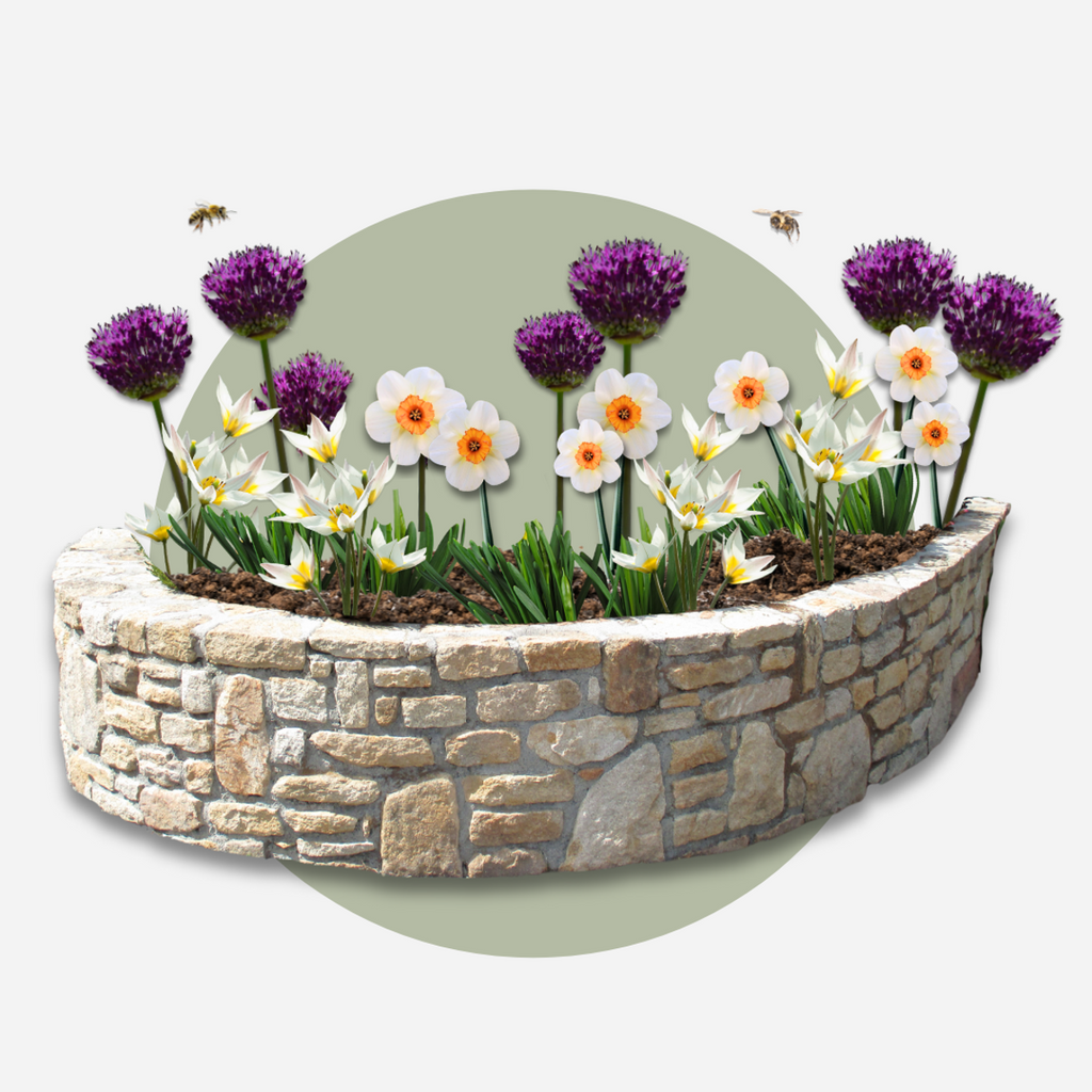 Cutie Grădină Uscată - 35 bulbi pentru locuri uscate & însorite