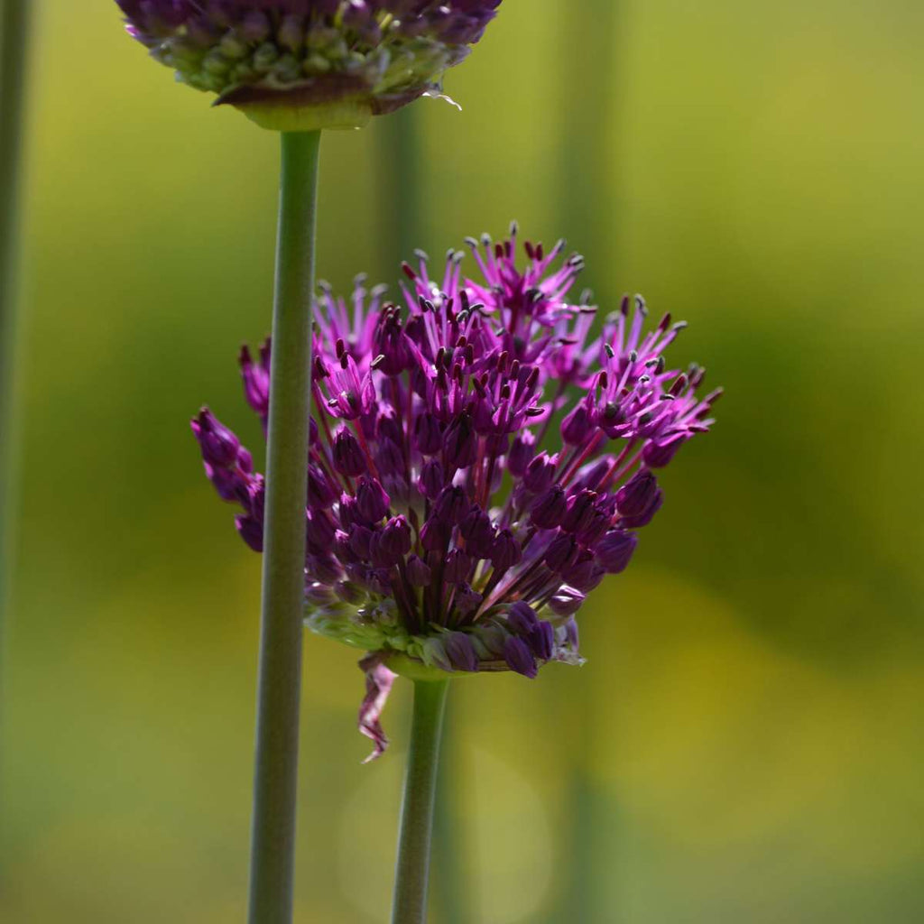 Cutie Grădină Uscată - 35 bulbi pentru locuri uscate & însorite