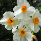 Cutie Grădină Uscată - 35 bulbi pentru locuri uscate & însorite