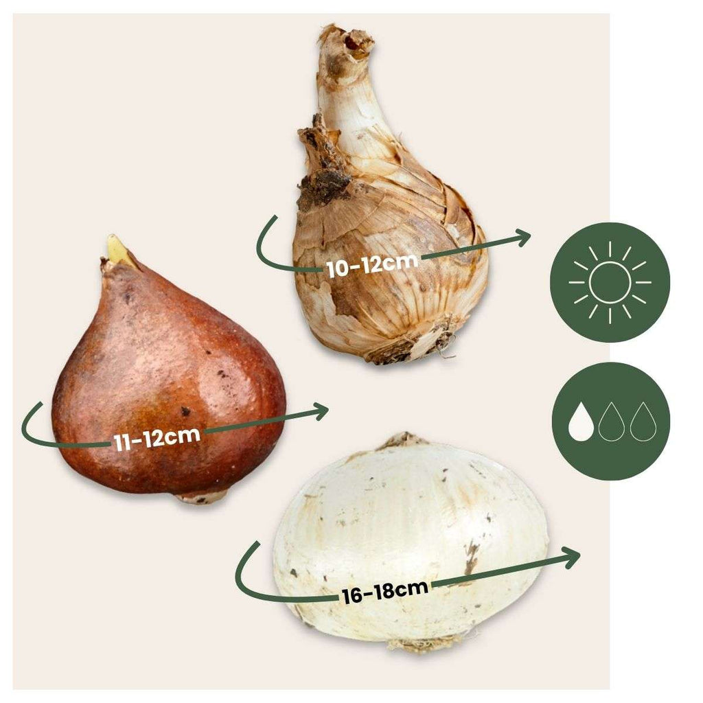 Cutie Grădină Uscată - 35 bulbi pentru locuri uscate & însorite