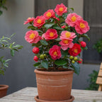 Camelie japoneză - 2 buc - Camellia 'Lady Campbell' - Înălţime 60-70cm - ⌀19cm