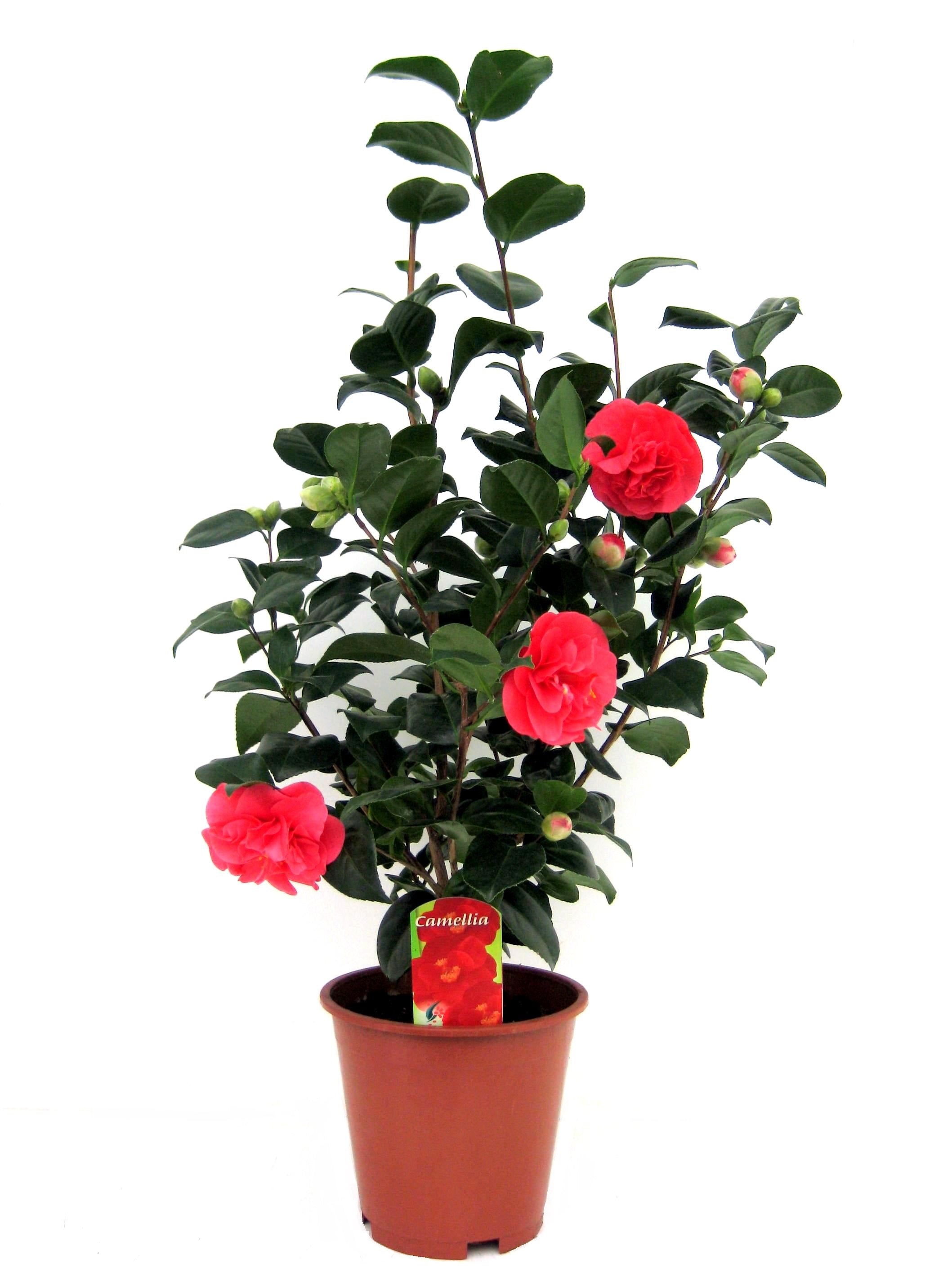 Camelie japoneză - Camellia japonica 'Lady Campbell' - Înălţime 60-70cm - ⌀19cm