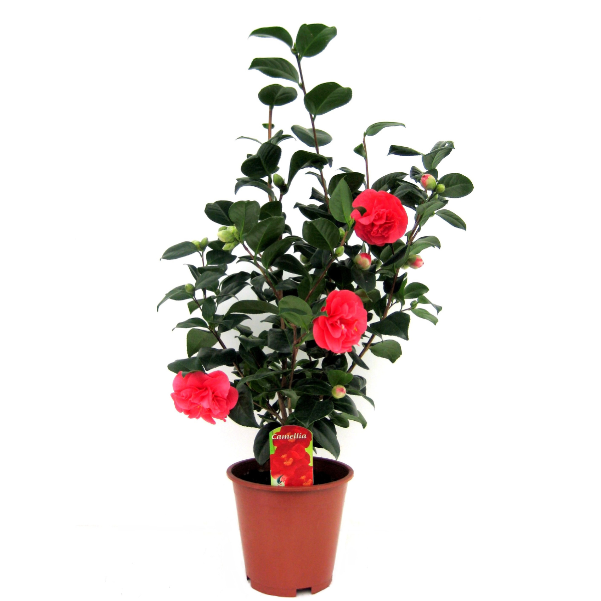 Camelie japoneză - Camellia japonica 'Lady Campbell' - Înălţime 60-70cm - ⌀19cm