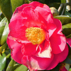 Camelie japoneză - 2 buc - Camellia 'Lady Campbell' - Înălţime 60-70cm - ⌀19cm