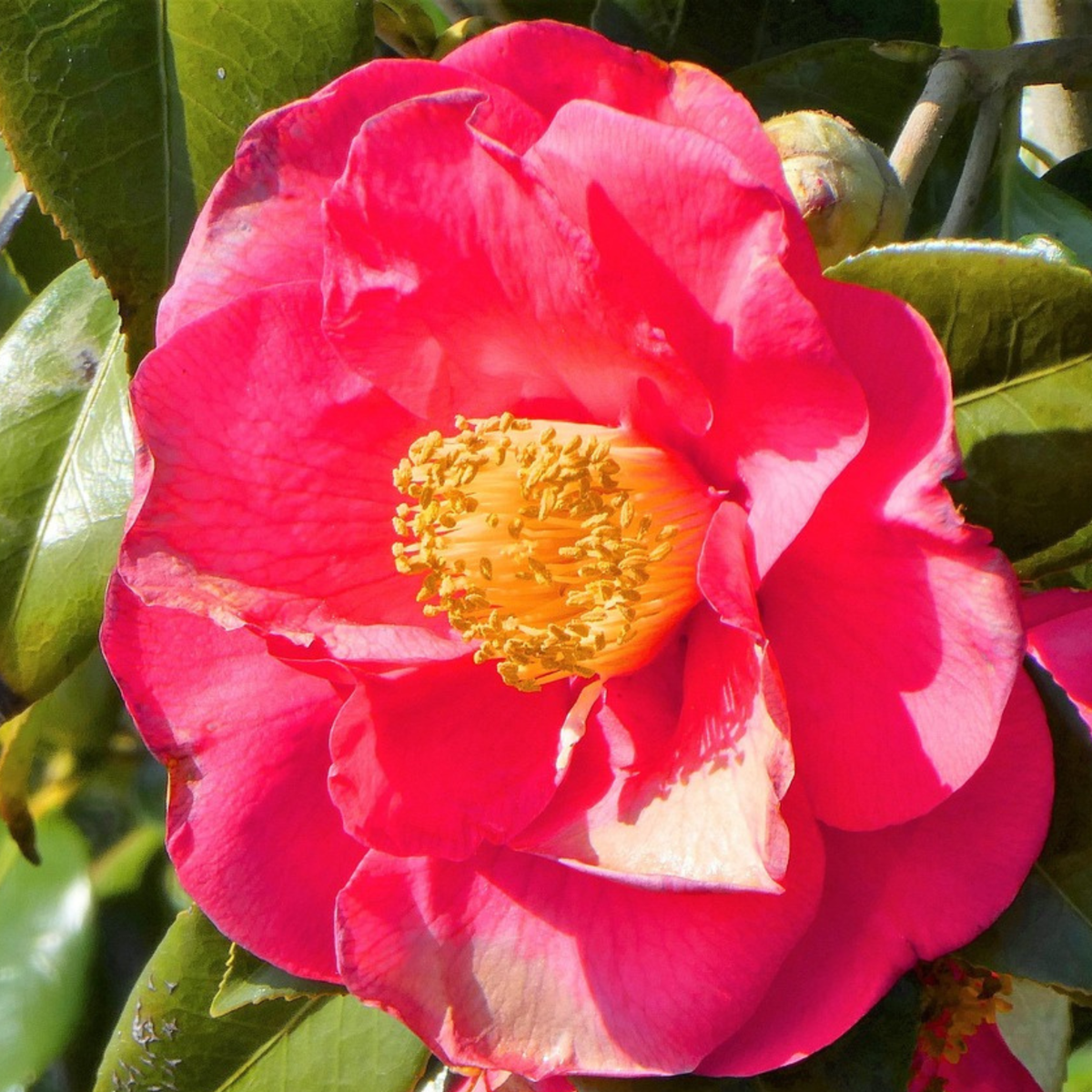Camelie japoneză - 2 buc - Camellia 'Lady Campbell' - Înălţime 60-70cm - ⌀19cm