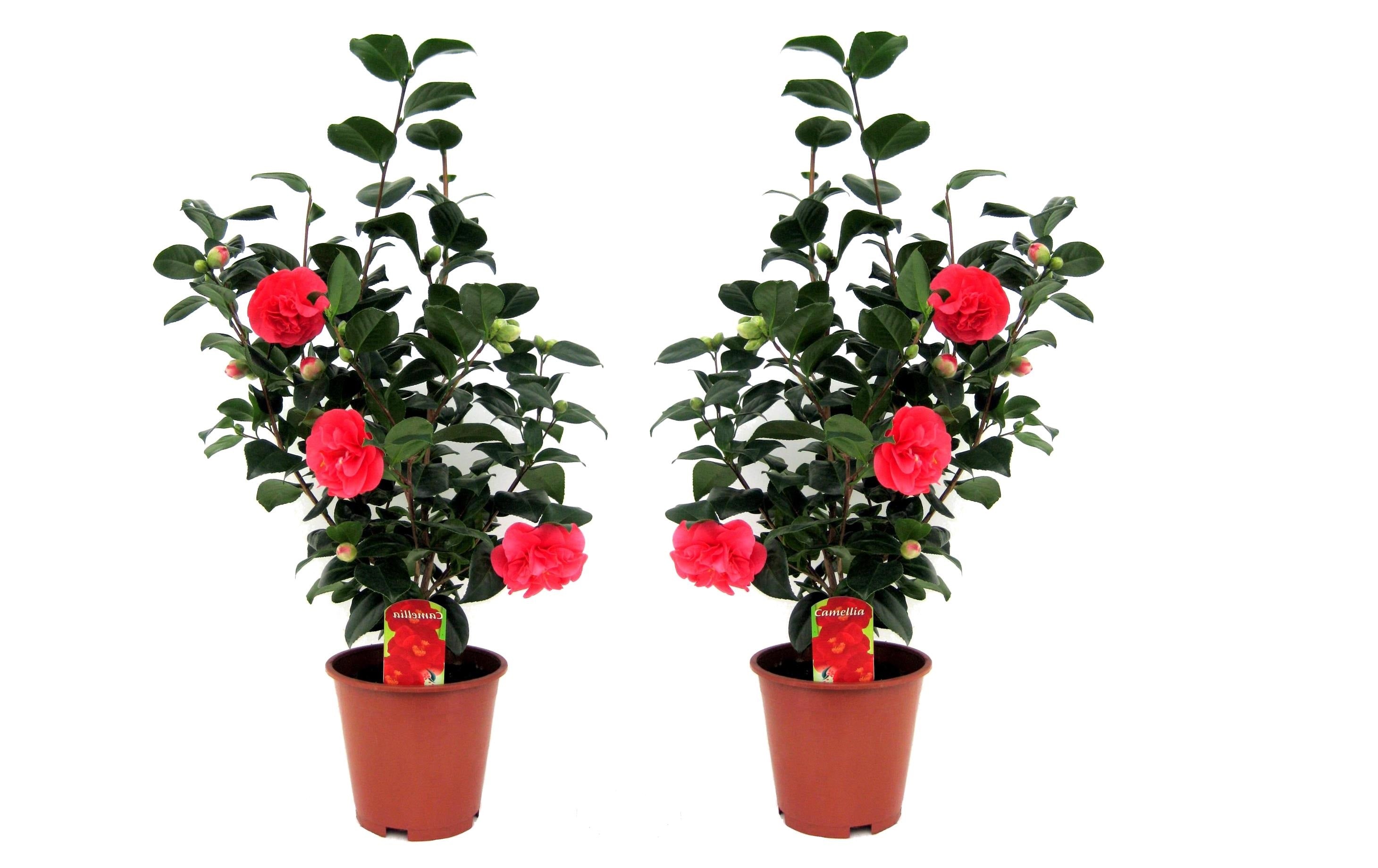 Camelie japoneză - 2 buc - Camellia 'Lady Campbell' - Înălţime 60-70cm - ⌀19cm