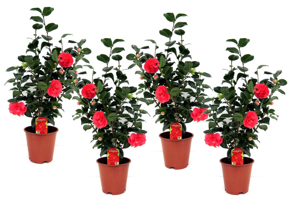 Camelie japoneză - 4 buc - Camellia 'Lady Campbell' - Înălţime 60-70cm - ⌀19cm