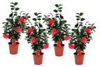 Camelie japoneză - 4 buc - Camellia 'Lady Campbell' - Înălţime 60-70cm - ⌀19cm