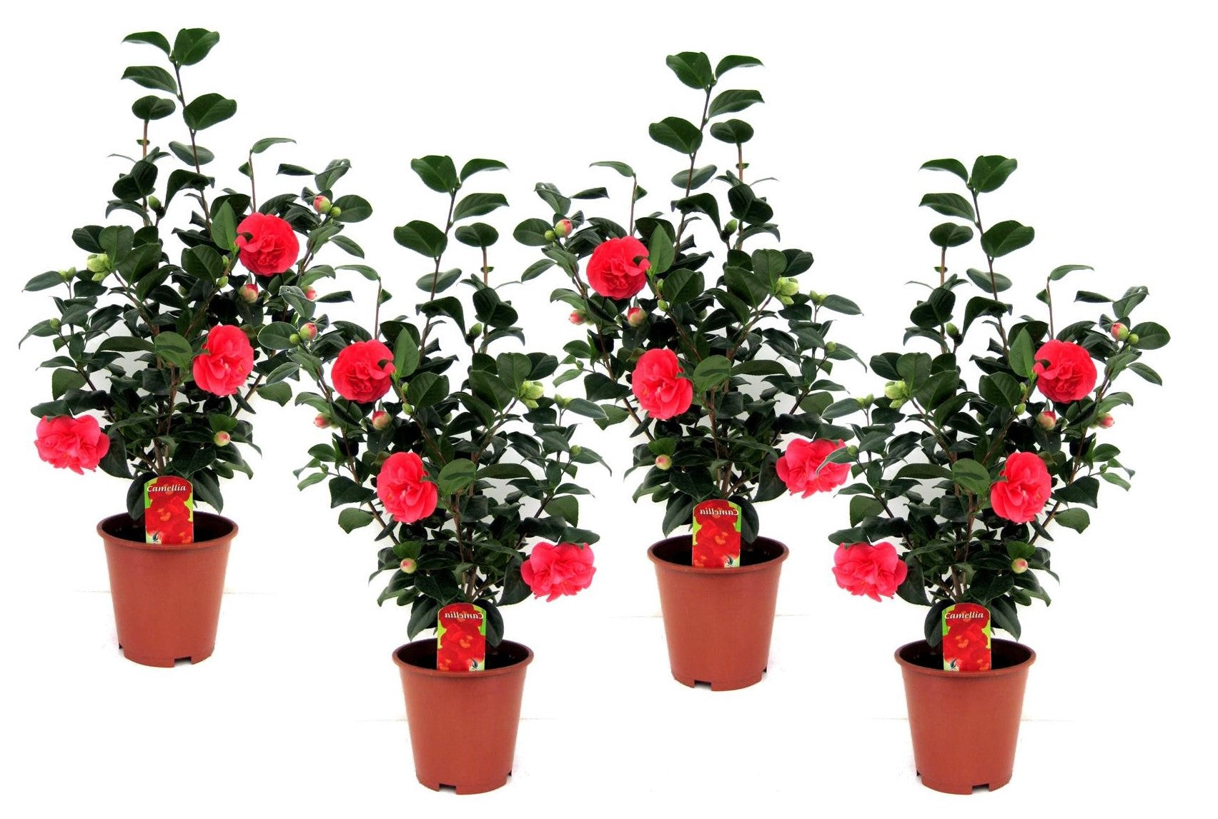 Camelie japoneză - 4 buc - Camellia 'Lady Campbell' - Înălţime 60-70cm - ⌀19cm