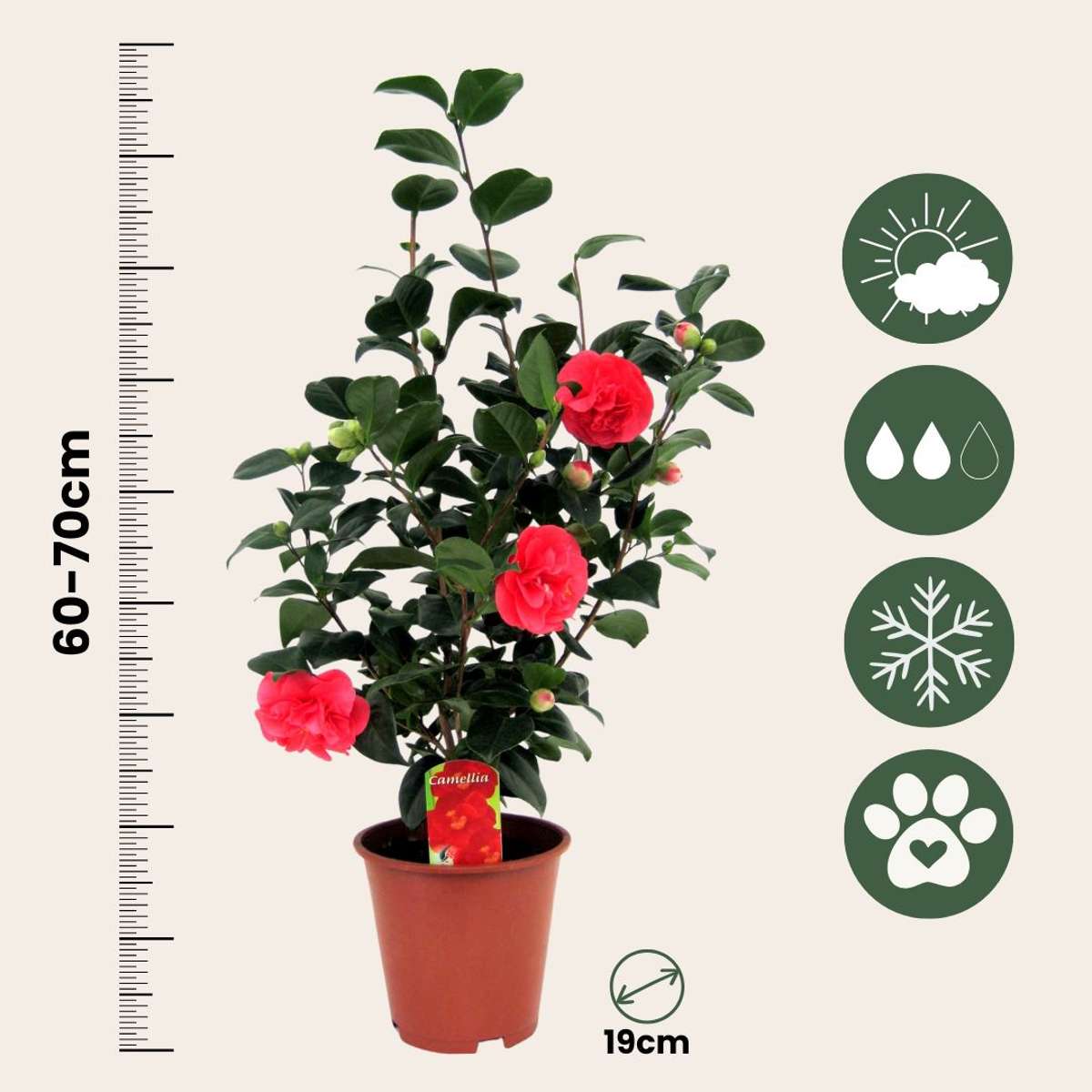 Camelie japoneză - 4 buc - Camellia 'Lady Campbell' - Înălţime 60-70cm - ⌀19cm