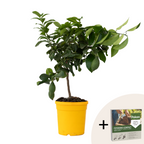 Lămâi - Citrus limon - Înălţime 60-70cm - ⌀19cm