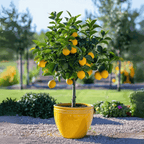 Lămâi - Citrus limon - Înălţime 60-70cm - ⌀19cm