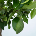 Lămâi - Citrus limon - Înălţime 60-70cm - ⌀19cm