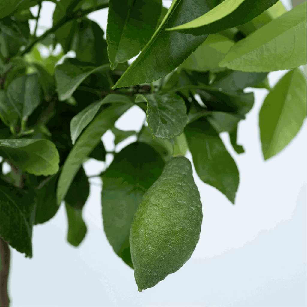 Lămâi - Citrus limon - Înălţime 60-70cm - ⌀19cm