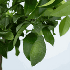 Lămâi - Citrus limon - Înălţime 60-70cm - ⌀19cm