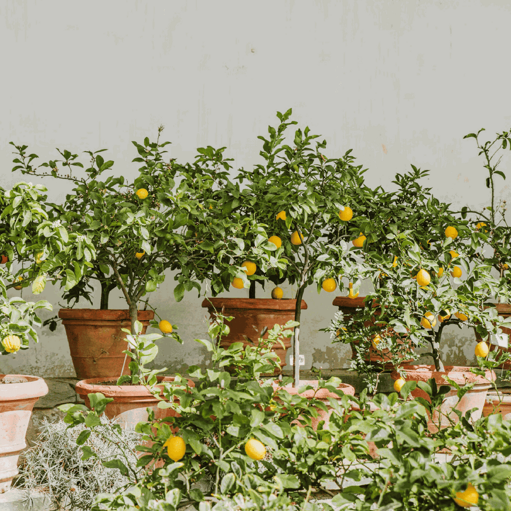 Lămâi - 2 buc - Citrus limon - Înălţime 60-70cm - ⌀19cm