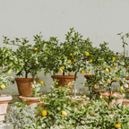 Lămâi - 2 buc - Citrus limon - Înălţime 60-70cm - ⌀19cm