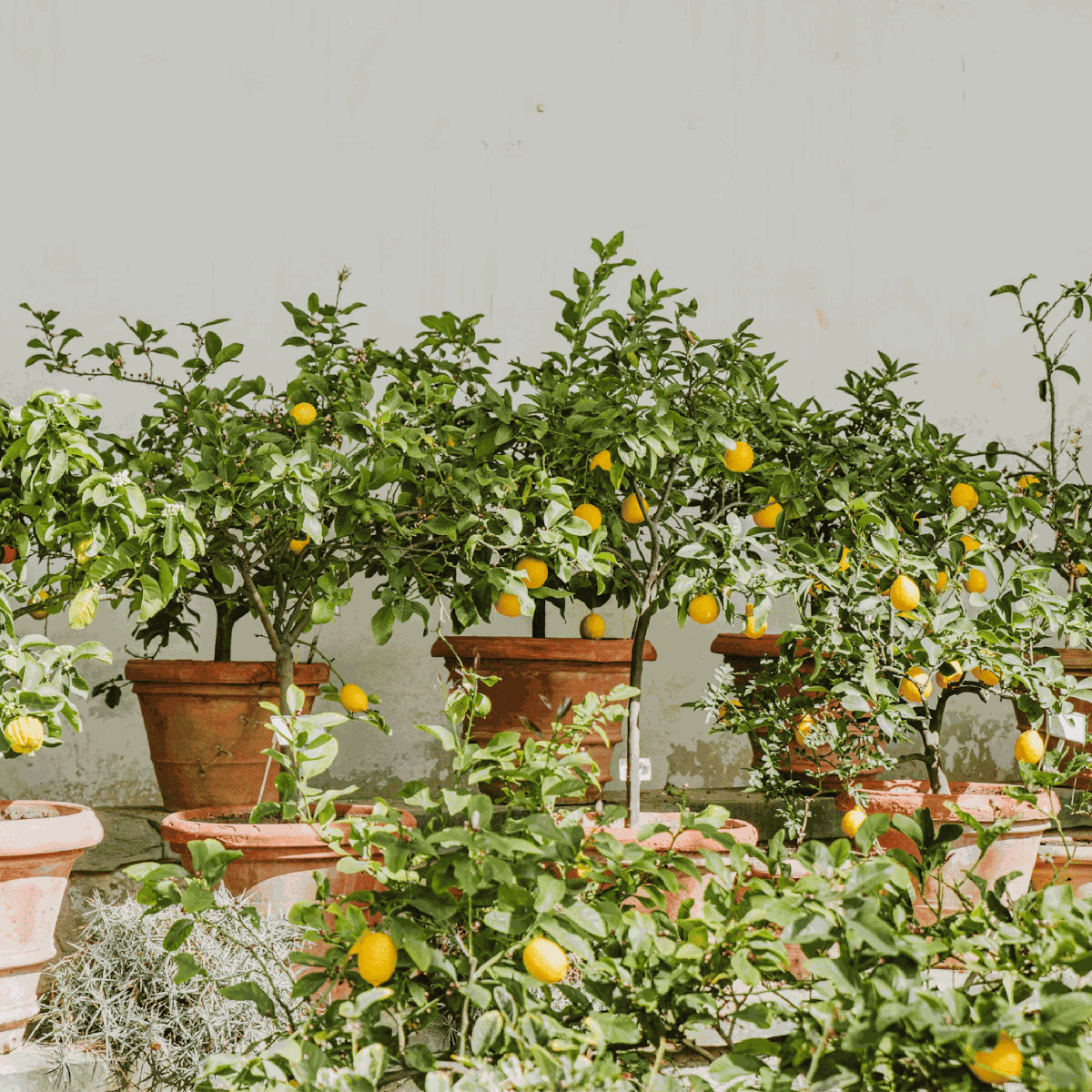 Lămâi - 2 buc - Citrus limon - Înălţime 60-70cm - ⌀19cm