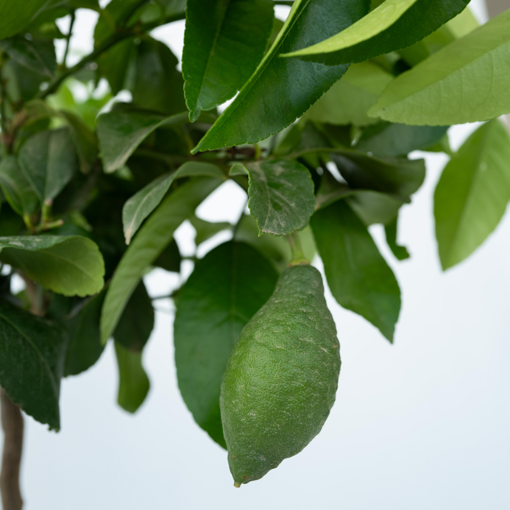 Lămâi - 2 buc - Citrus limon - Înălţime 60-70cm - ⌀19cm
