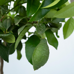 Lămâi - 2 buc - Citrus limon - Înălţime 60-70cm - ⌀19cm