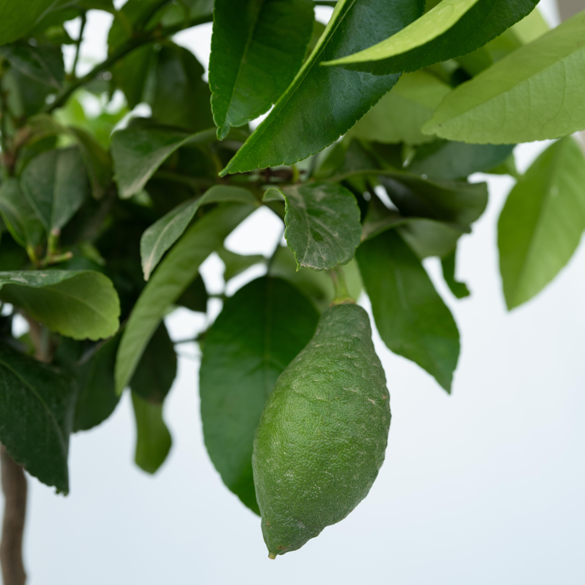 Lămâi - 2 buc - Citrus limon - Înălţime 60-70cm - ⌀19cm