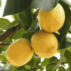 Lămâi - 2 buc - Citrus limon - Înălţime 60-70cm - ⌀19cm