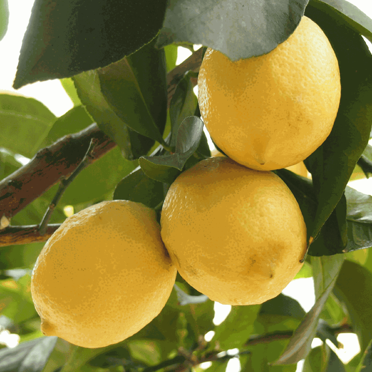 Lămâi - 2 buc - Citrus limon - Înălţime 60-70cm - ⌀19cm