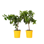 Lămâi - 2 buc - Citrus limon - Înălţime 60-70cm - ⌀19cm
