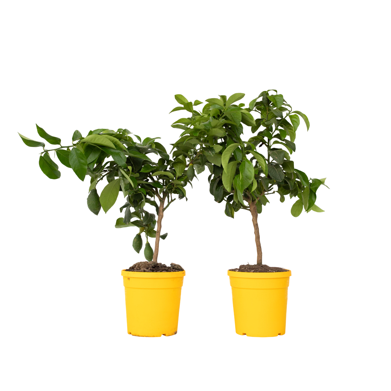 Lămâi - 2 buc - Citrus limon - Înălţime 60-70cm - ⌀19cm